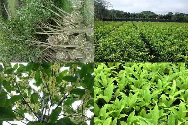 桂花树怎样才会快速发芽1681952026011