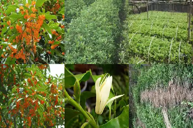 成都赏桂花哪些地方好1690418236710