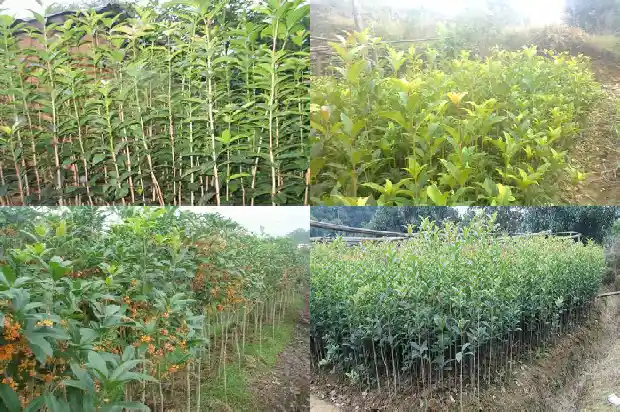 地栽桂花树什么时候发芽1681952112760