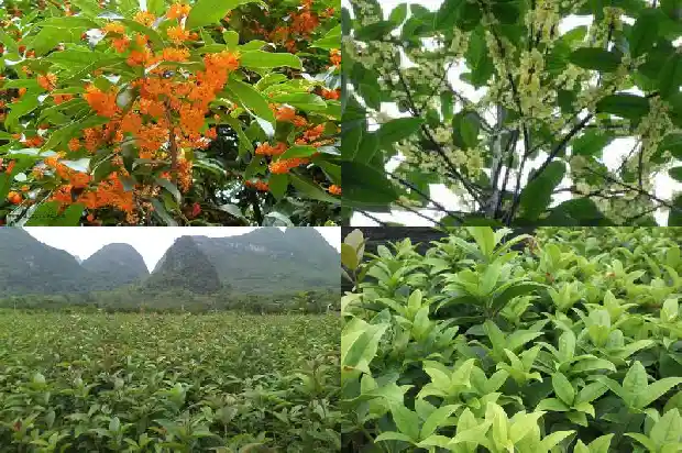 地栽桂花树什么时候发芽1681952112808