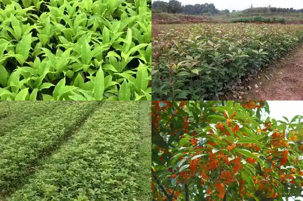 桂花结果可以种吗1681952226296