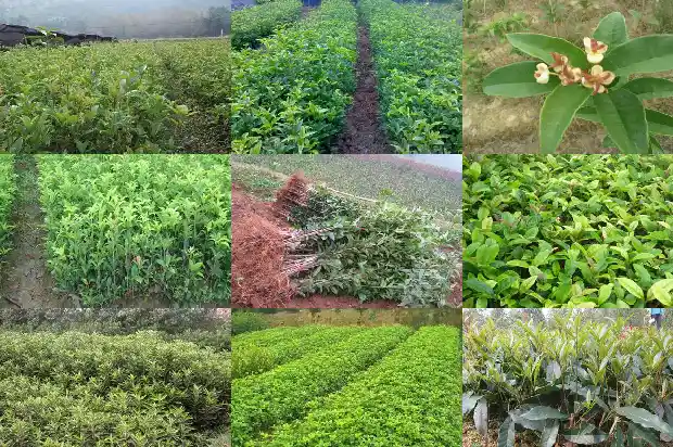 桂花结果可以种吗1681952226344