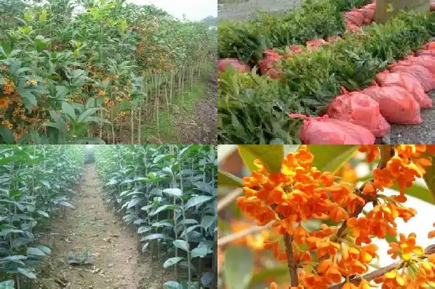 桂花茶养胃还是伤胃的1689381821426