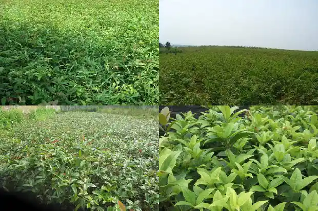 桂花树的果子多少钱一斤呀1681952389171