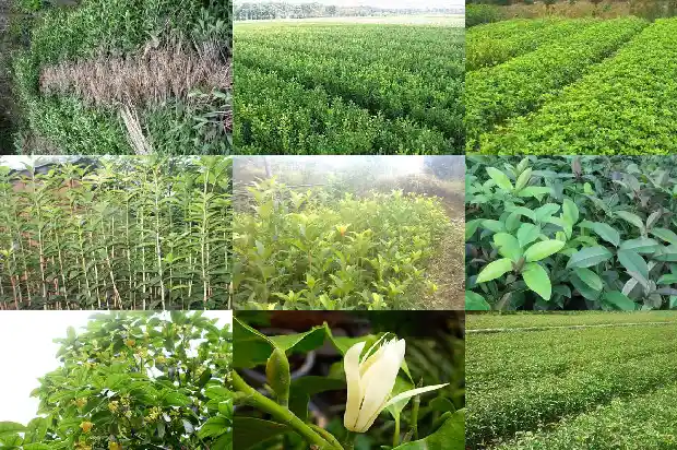天香台阁桂花一般多少钱1689639582456