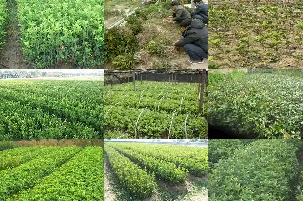 桂花树的果子多少钱一斤呀1681952389267