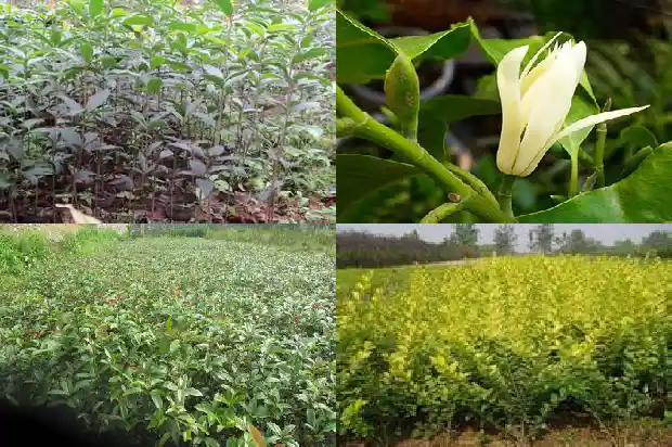 桂花树的果子多少钱一斤呀1681952389315