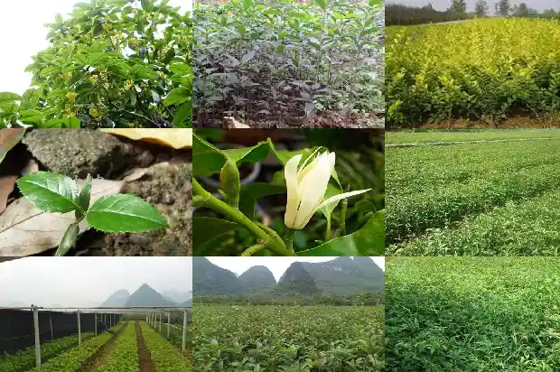 桂花树好多钱一颗1681952468850