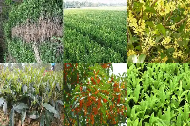 桂花树多少钱一克价格1681952553727