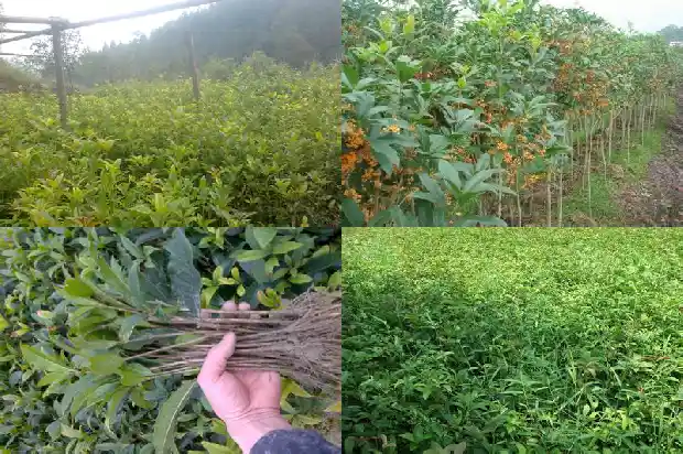 桂花树种子多少钱一斤1681952745845