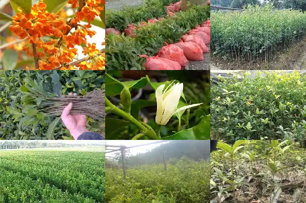 桂花树种子多少钱一斤1681952745892