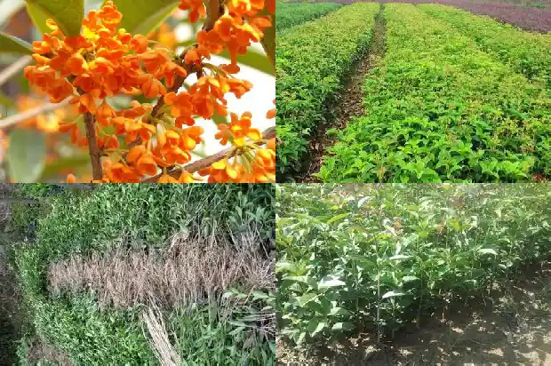 七八年的桂花树值多少钱1689640121435