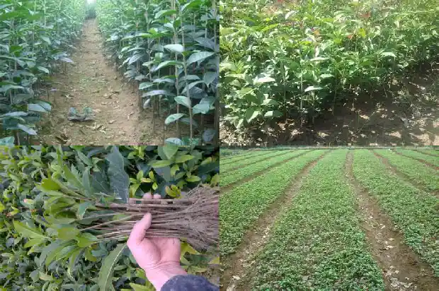 桂花种子一斤有多少粒1681952827359