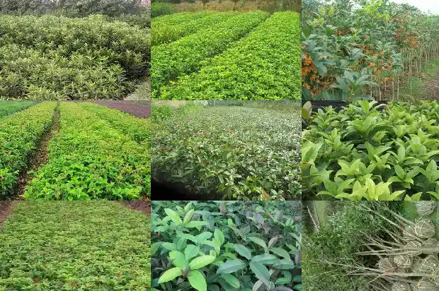 桂花种子一斤有多少粒1681952827407