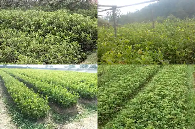 家里栽什么桂花树最好养1688792669650