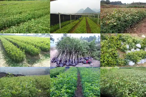 桂花树的果实有没有毒素1681952993628