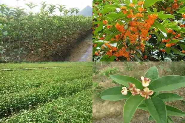 桂花树的果实有没有毒素1681952993723