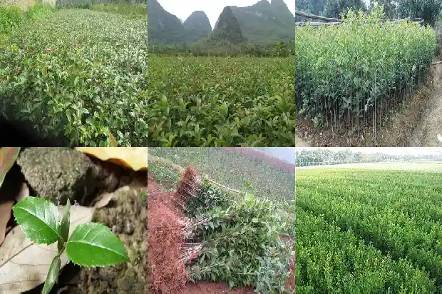 桂花树结的果有毒吗能吃吗1681953106075