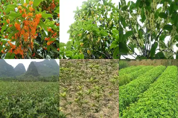 桂花树有毒性吗能活多久1681953189548