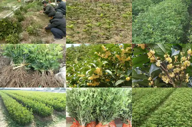 八月金桂花树上有白色的足什么病1689899329778