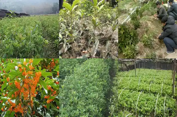 桂花树的价格加湖北百信园林便宜1690418500047