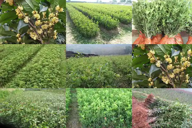 蜜蜂不采桂花做蜜的原因1681953381348