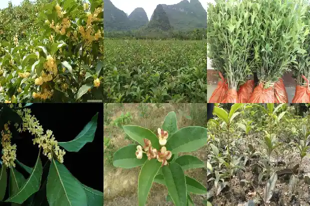 桂花树有毒没有1681953456991