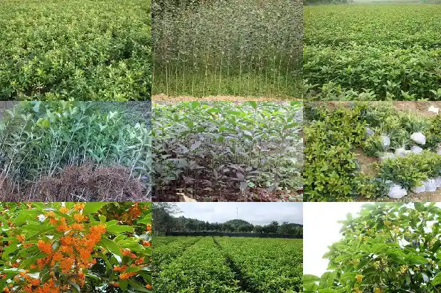 桂花树有毒没有1681953457087