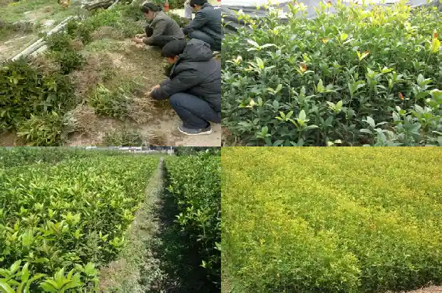桂花树果实有什么功效1681953537912