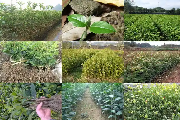 桂花树果实有什么功效1681953537960
