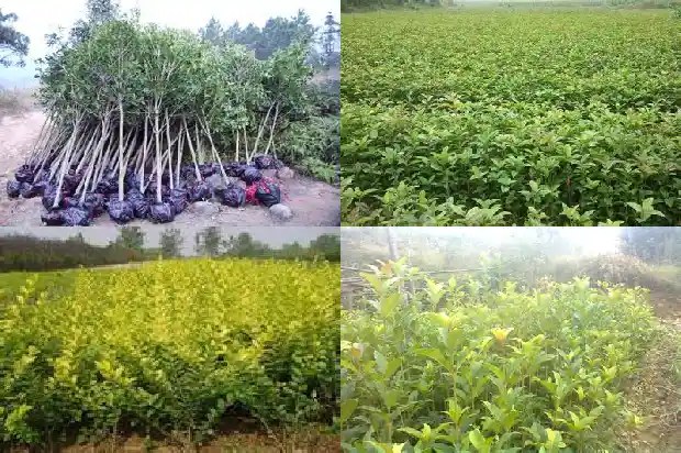 拆桂花为什么用油根子1688604944057