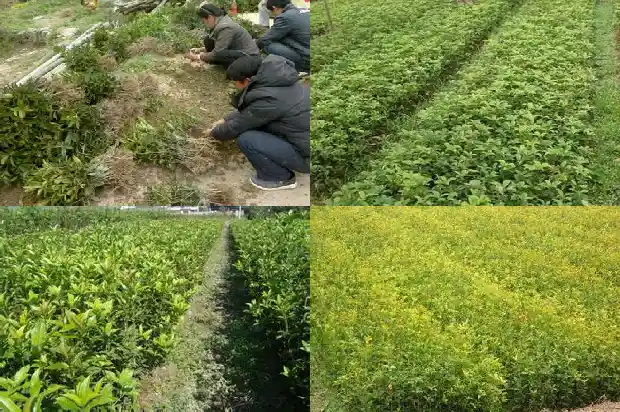 桂花的叶子有毒吗1681953616951