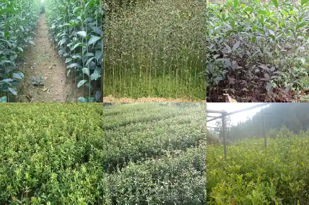 桂花树在室内种有毒吗1681953721471