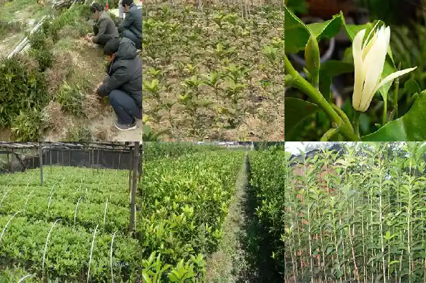 桂花树在室内种有毒吗1681953721519