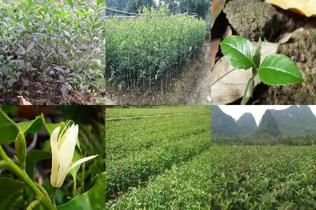 桂花什么时候修剪树枝好活1688433450753