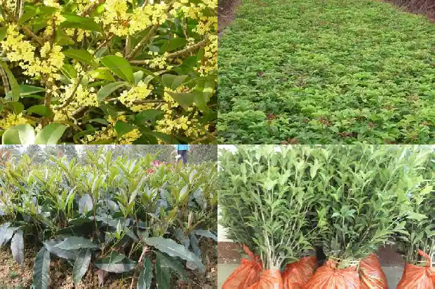 天香台阁桂花没有香味吗1690072609219