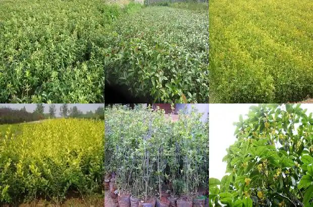 桂花树是种子植物吗1681953884464