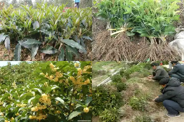 桂花树种子功效1681953996183