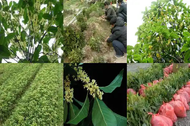 桂花树的种子卖给谁1681954082071