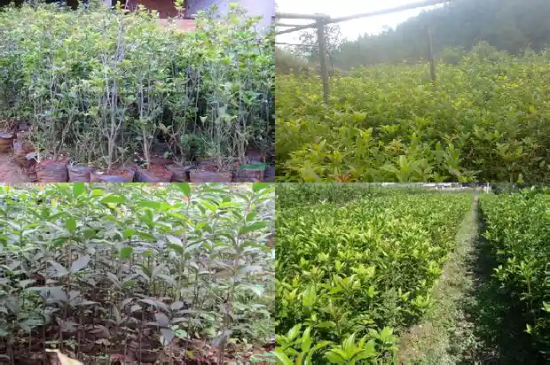桂花树的种子卖给谁1681954082119