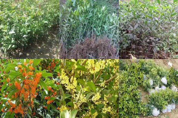 桂花树种子怎么来的1681954164858