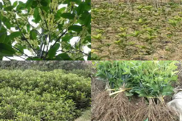 十几年的桂花树能卖多少钱一吨1689838589416