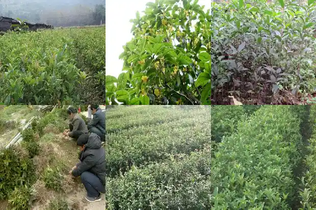 桂花树的种子可以吃吗1681954243891