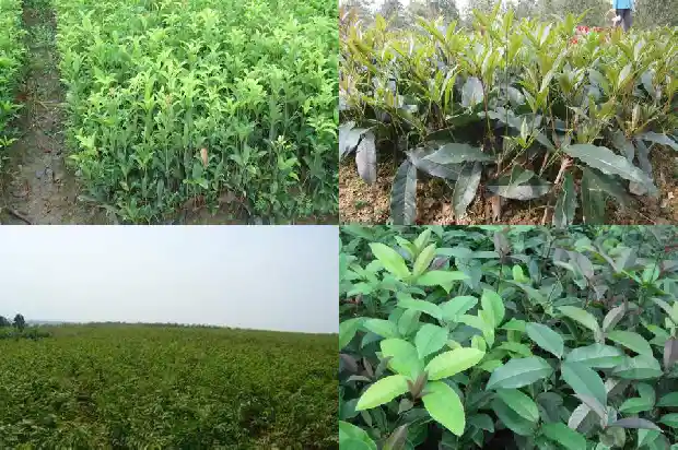 桂花树的种子长什么样1681954318489