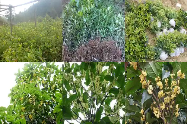 桂花种子能吃么1681954397398