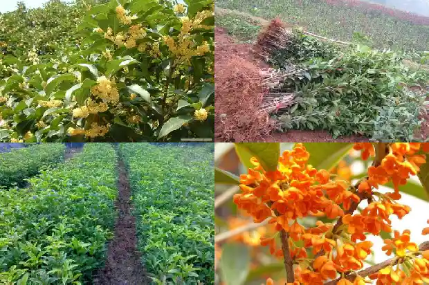 桂花种子能吃么1681954397445