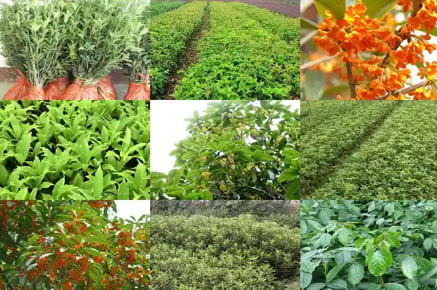 庭院种植哪种桂花树好1681954711689