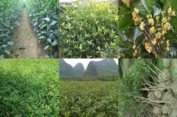 为什么桂花树看不到种子了1681954796004