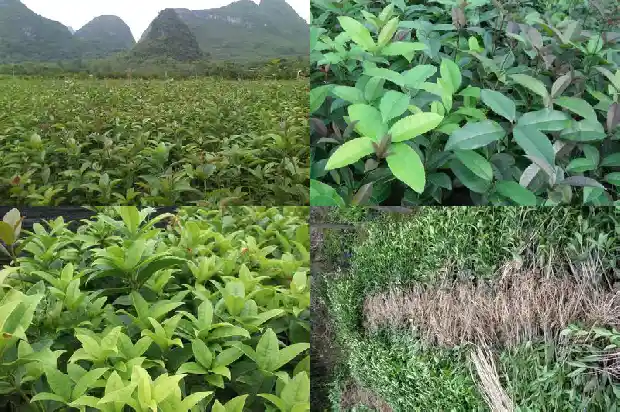 桂花树有种子能吃吗1681954873723