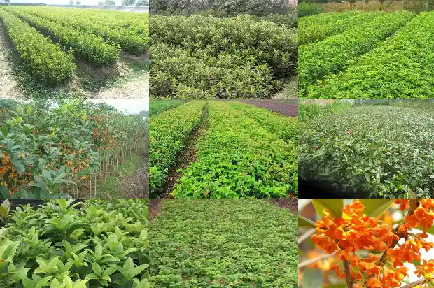 桂花树种类及区分方法1681954960175